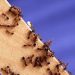 Home Remedies For Red Ant Bites