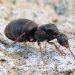 black ant bites